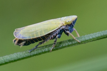 Schwarzgrüne Graszirpe