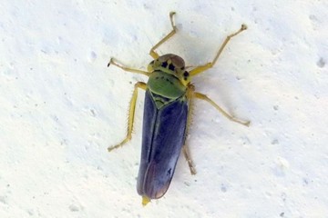 Grüne Zwergzikade
