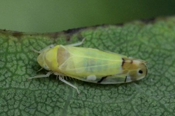 Schöne Elfenzikade