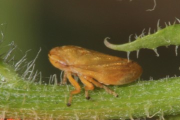 Wiesenschaumzikade