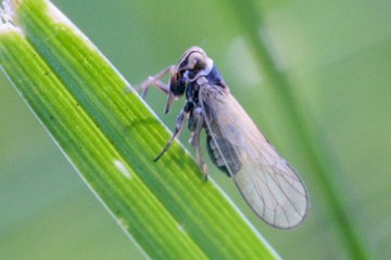 Wiesenspornzikade