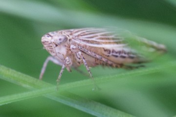Wiesengraszirpe