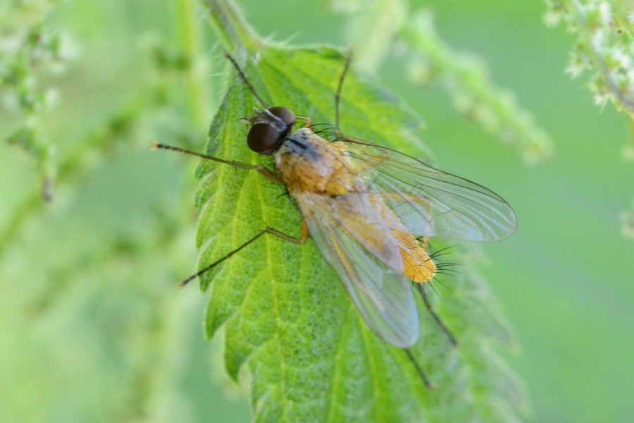 Achanthiptera rohrelliformis