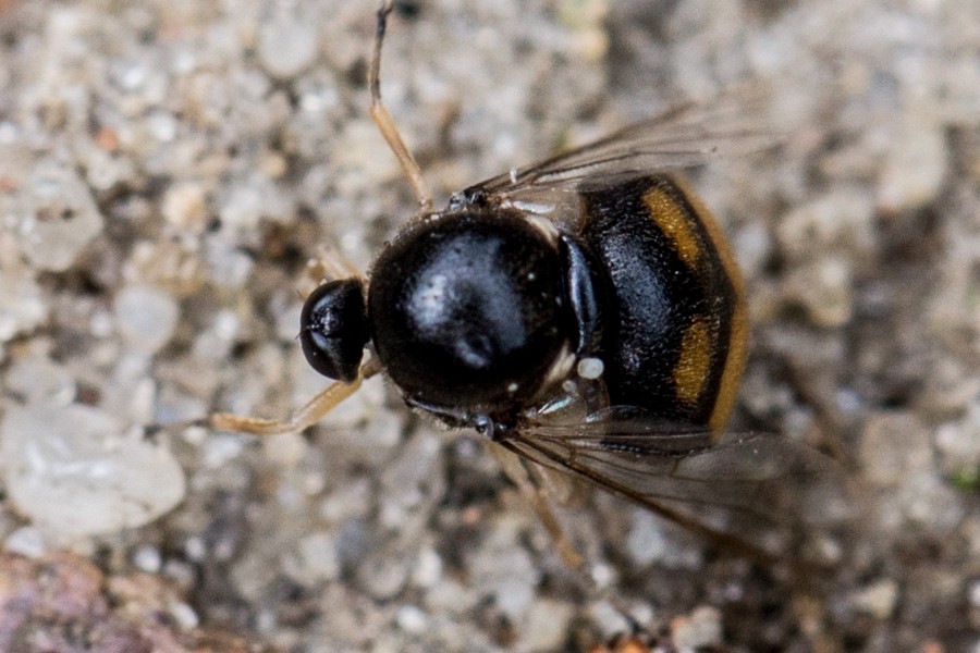 Acrocera orbiculus