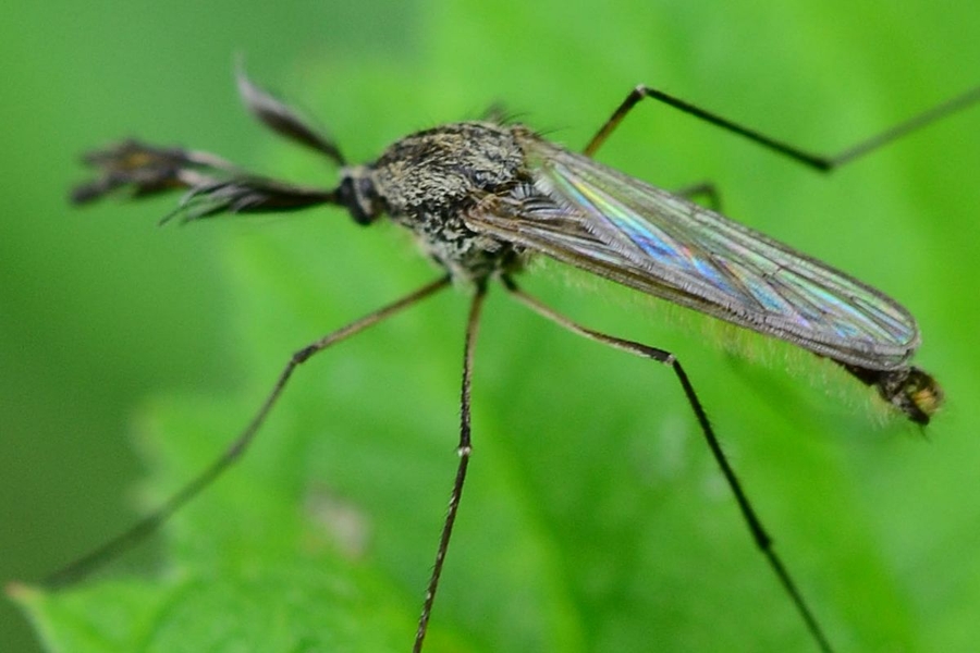 Aedes rusticus