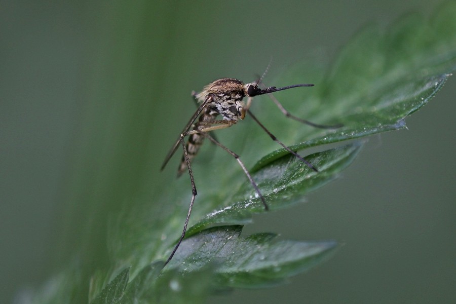 Aedes rusticus