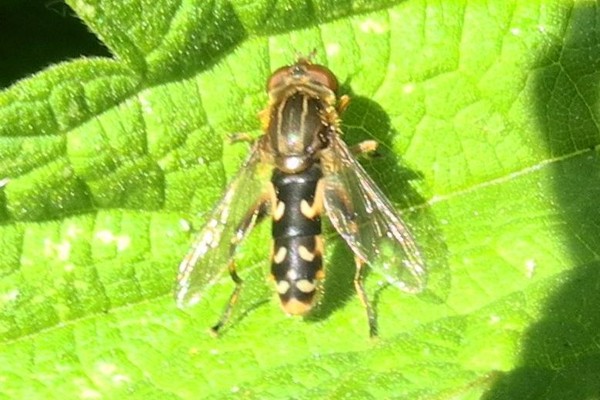 Anasimyia contracta