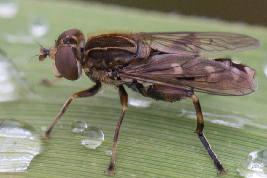 Anasimyia contracta