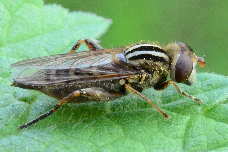 Frühe Sumpfschwebfliege