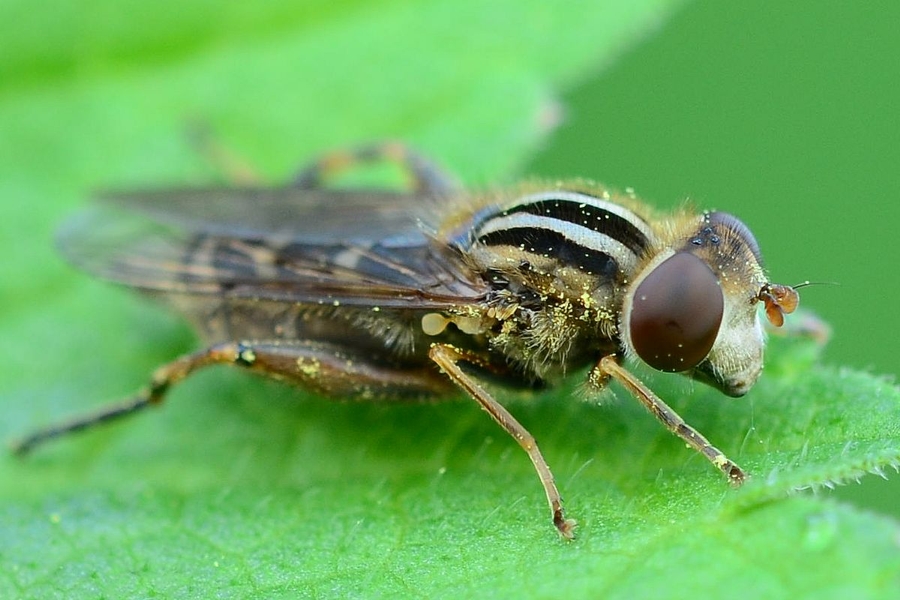 Frühe Sumpfschwebfliege