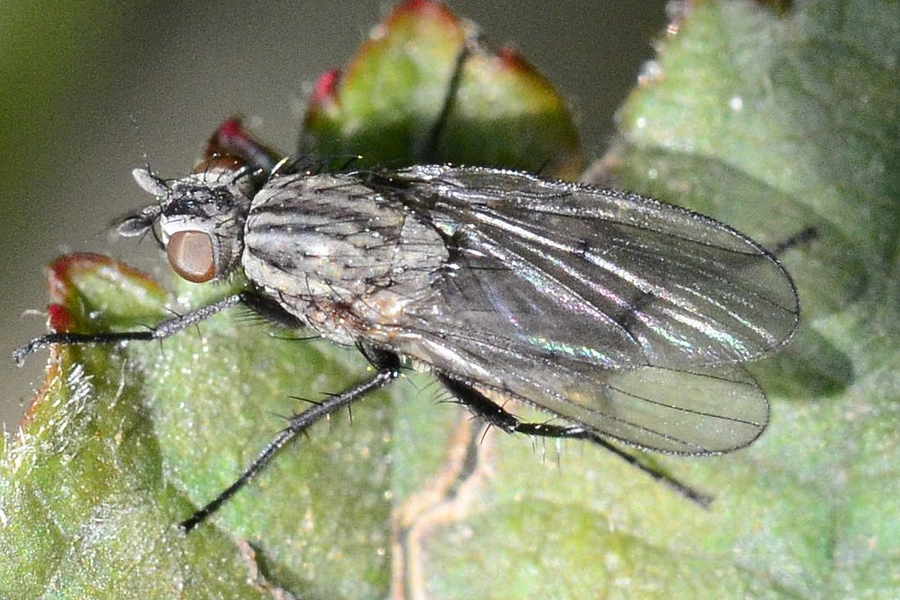 Anthomyia liturata