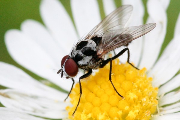 Anthomyia procellaris