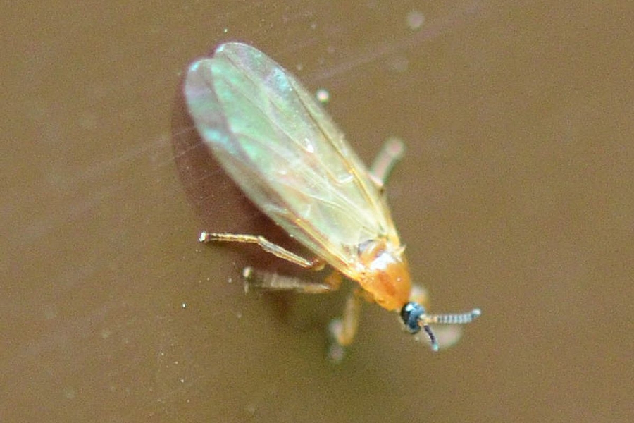 Apiloscatopse flavicollis