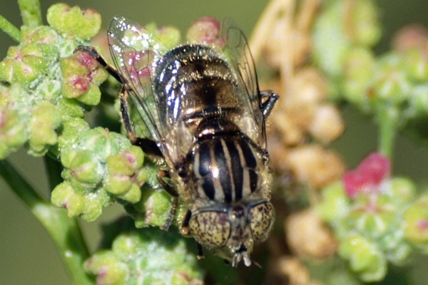 Schwarze Augenfleck-Schwebfliege