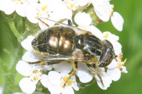 Schwarze Augenfleck-Schwebfliege