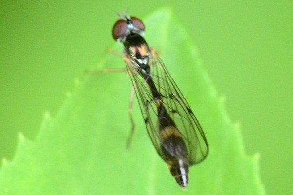 Gemeine Schattenschwebfliege