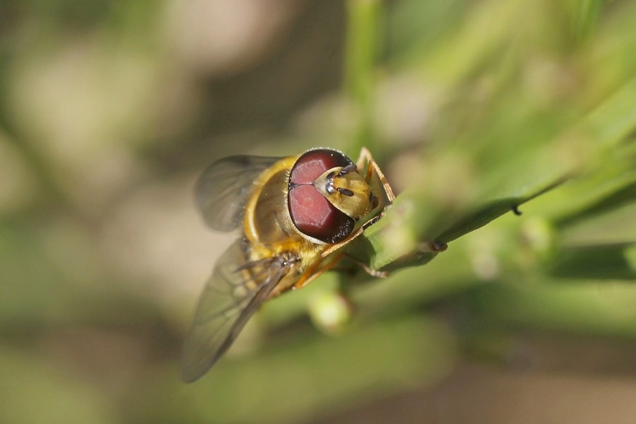 Behaarte Schwebfliege