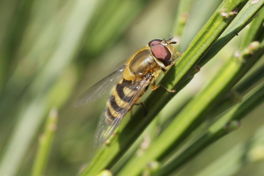 Behaarte Schwebfliege