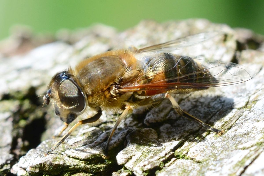 Schwarze Bienenschwebfliege