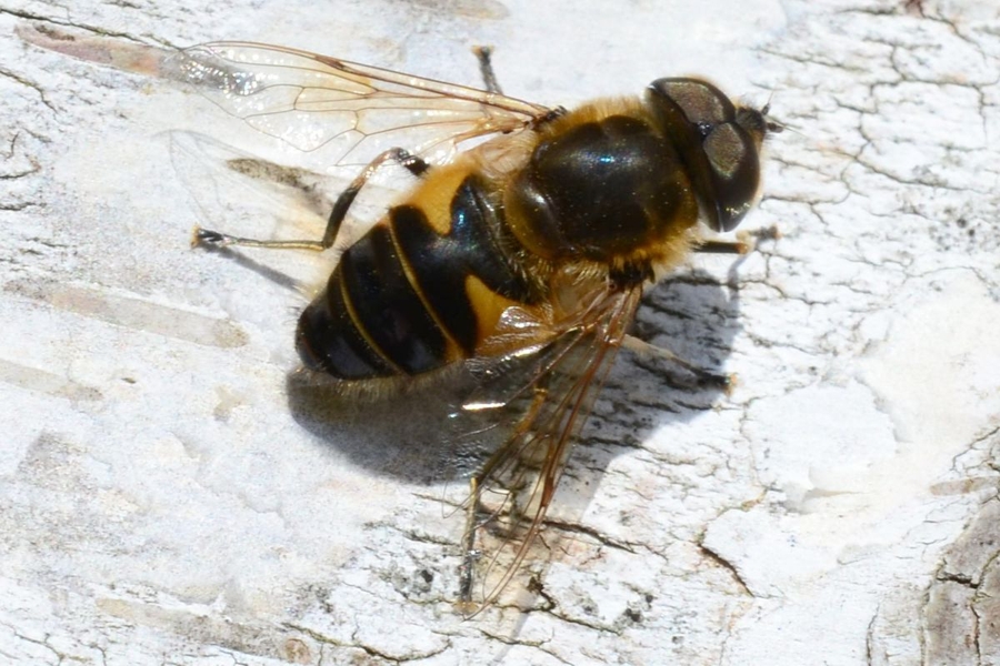 Schwarze Bienenschwebfliege