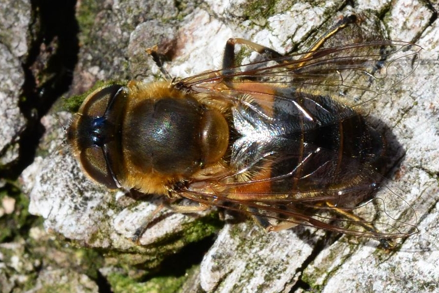 Schwarze Bienenschwebfliege