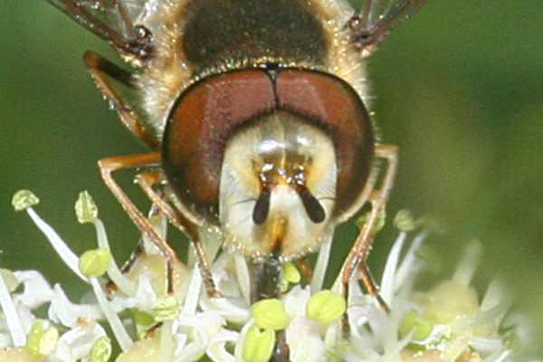 Blasenköpfige Schwebfliege