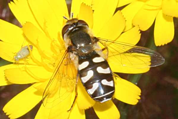 Blasenköpfige Schwebfliege