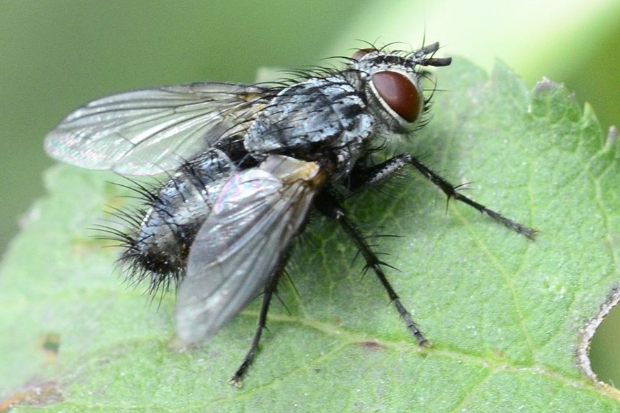 Blondelia nigripes