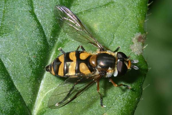 Gelbe Breitbauchschwebfliege