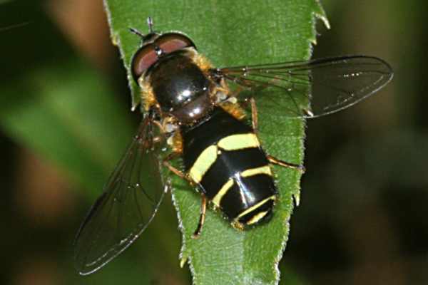 Breitband-Waldschwebfliege