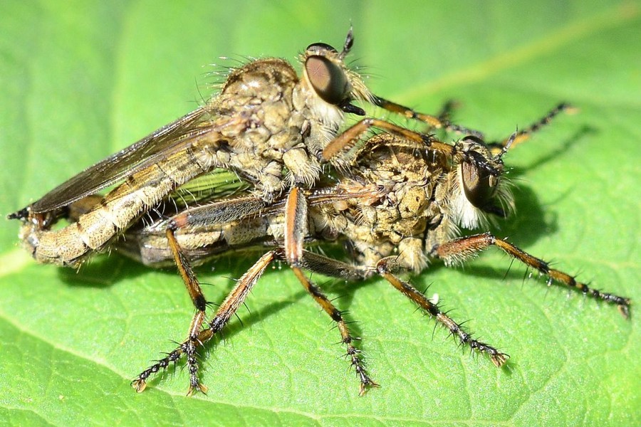 Burschen-Raubfliege