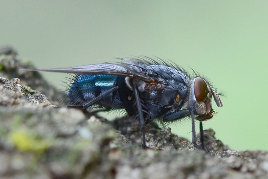 Calliphora vicina