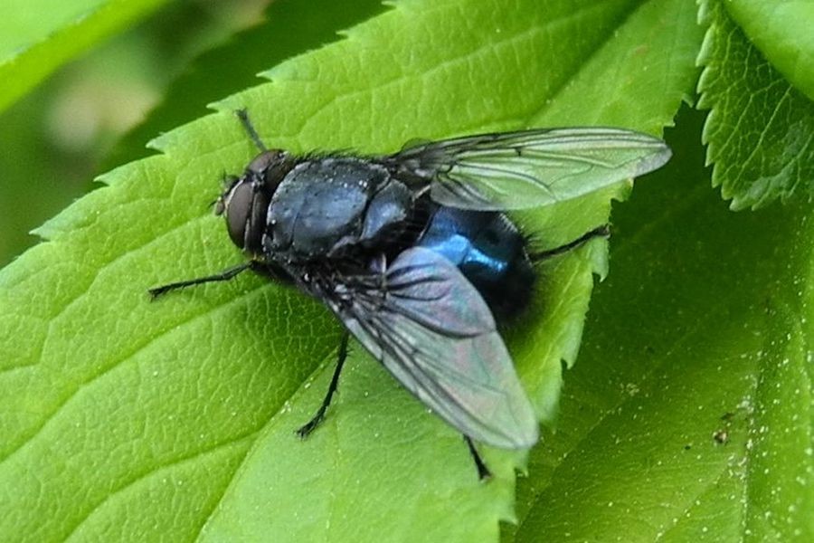 Calliphora vicina