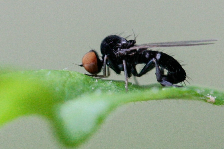 Callomyia speciosa