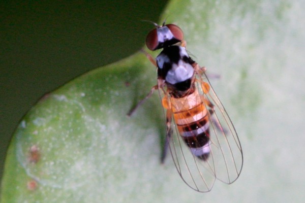 Callomyia speciosa