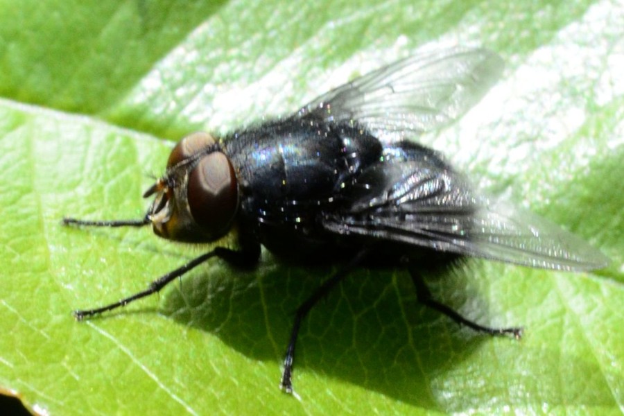 Calliphora vomitoria