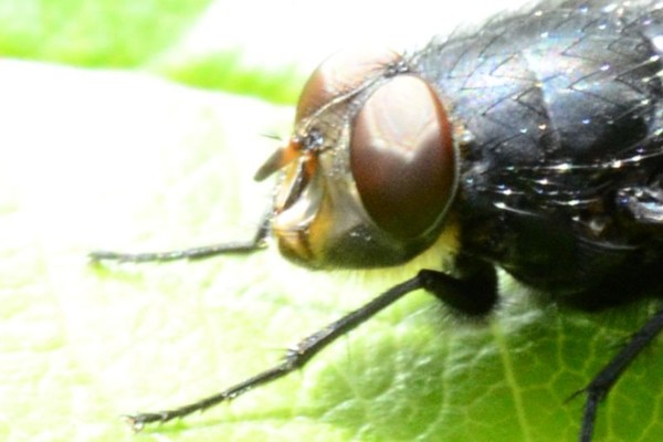 Calliphora vomitoria