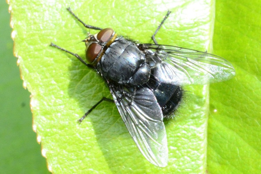 Calliphora vomitoria