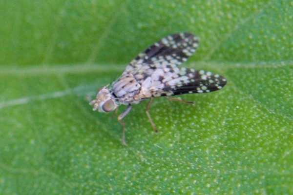 Campiglossa misella