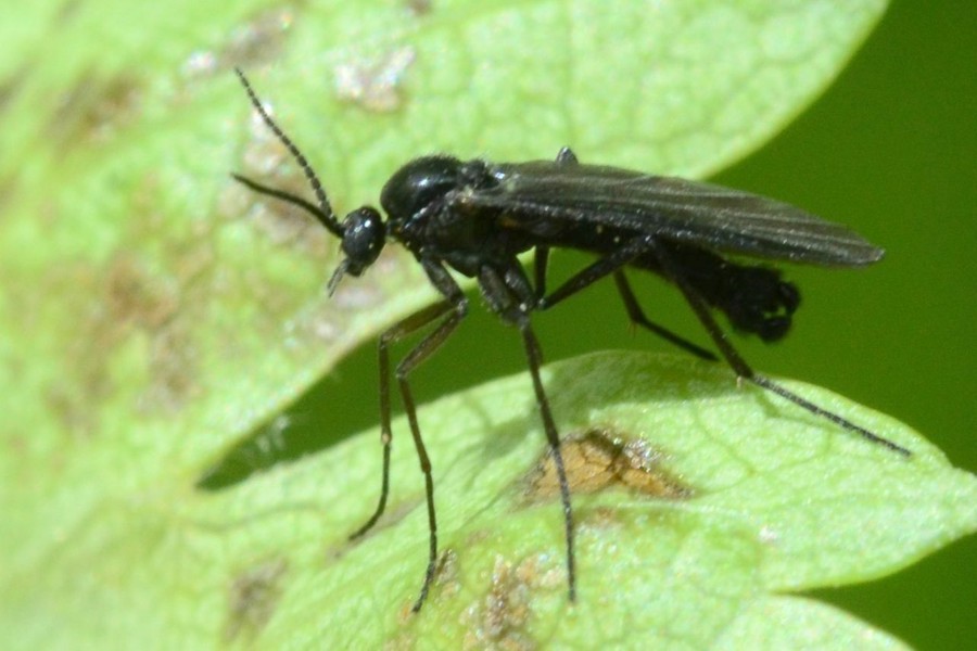 Schwenckfeldina carbonaria