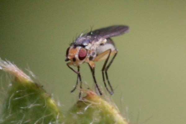 Cerodontha denticornis