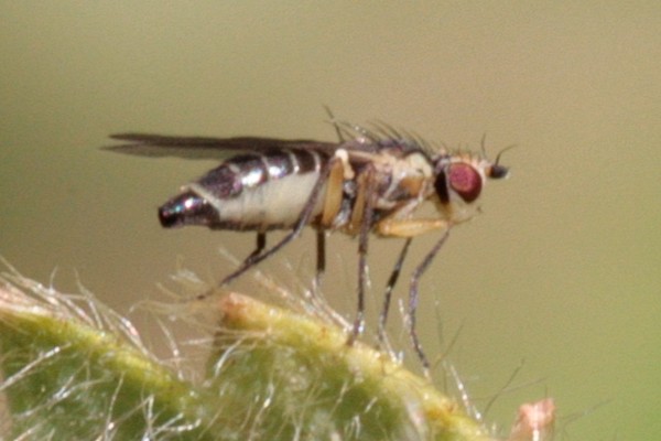 Cerodontha denticornis