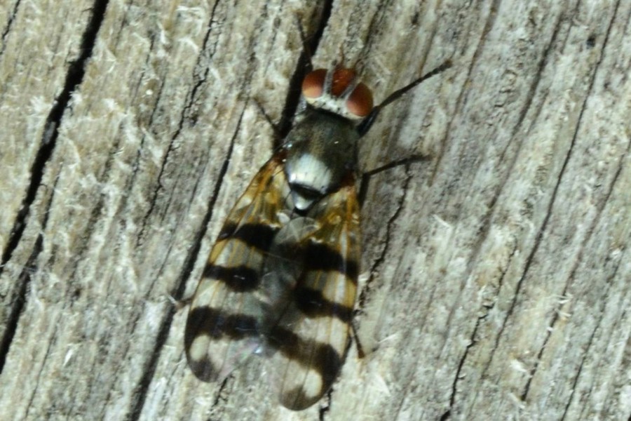 Ceroxys urticae