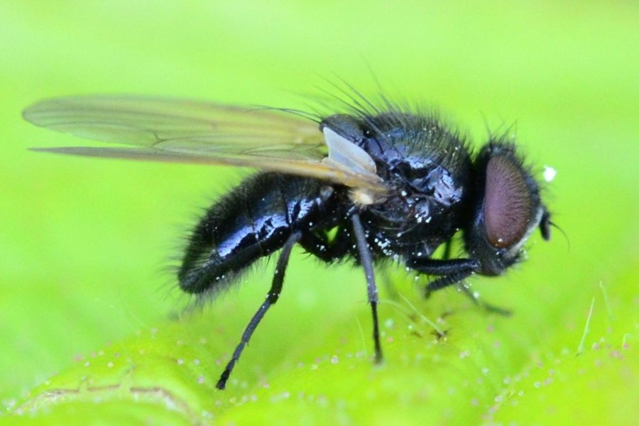 Chaetolonchaea dasyops