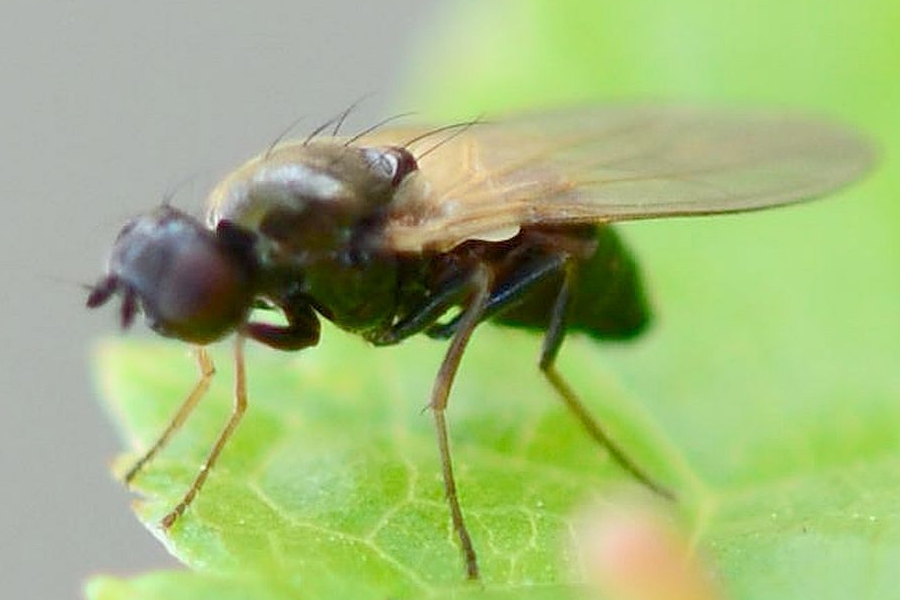 Chamaepsila nigra