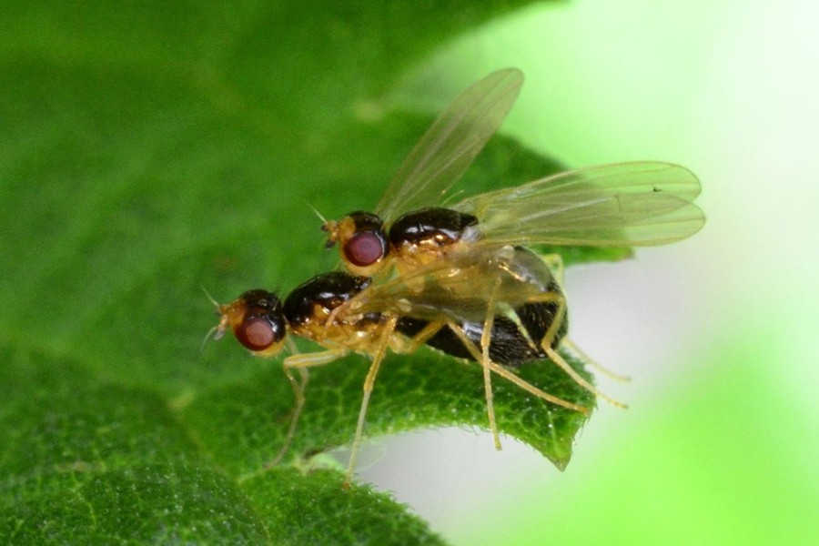 Chamaepsila pectoralis