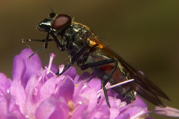 Cheilosia personata