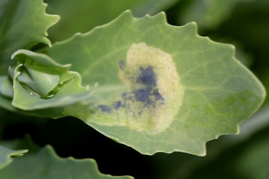 Cheilosia semifasciata