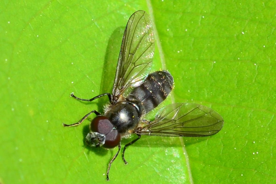 Cheilosia semifasciata