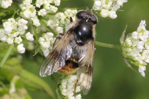 Cheilosia illustrata